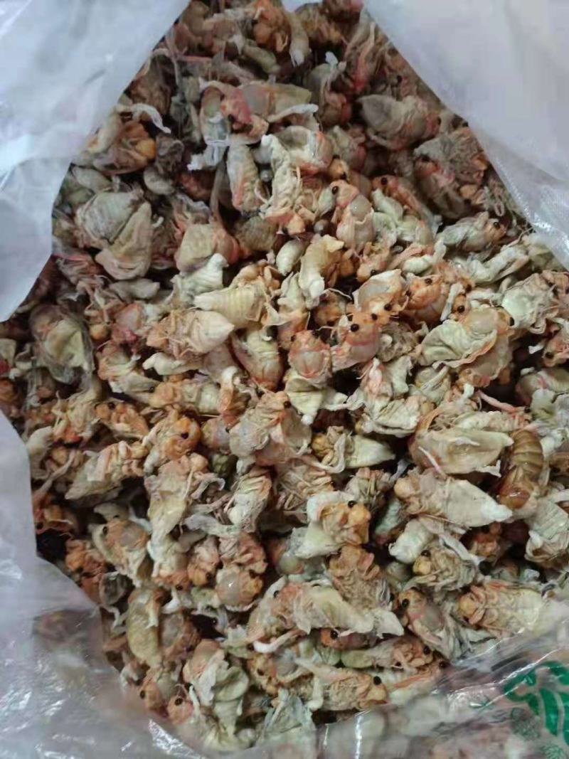 小金蝉，精品白婵