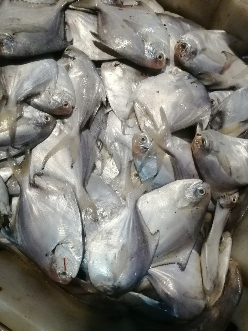 新鲜鲳鱼银鲳鱼自助餐厅饭店酒店烧烤店用不包运费