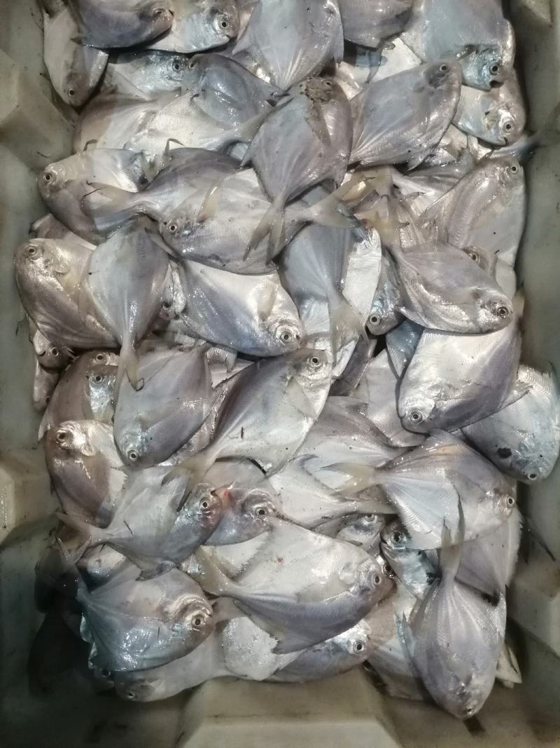 新鲜鲳鱼银鲳鱼自助餐厅饭店酒店烧烤店用不包运费