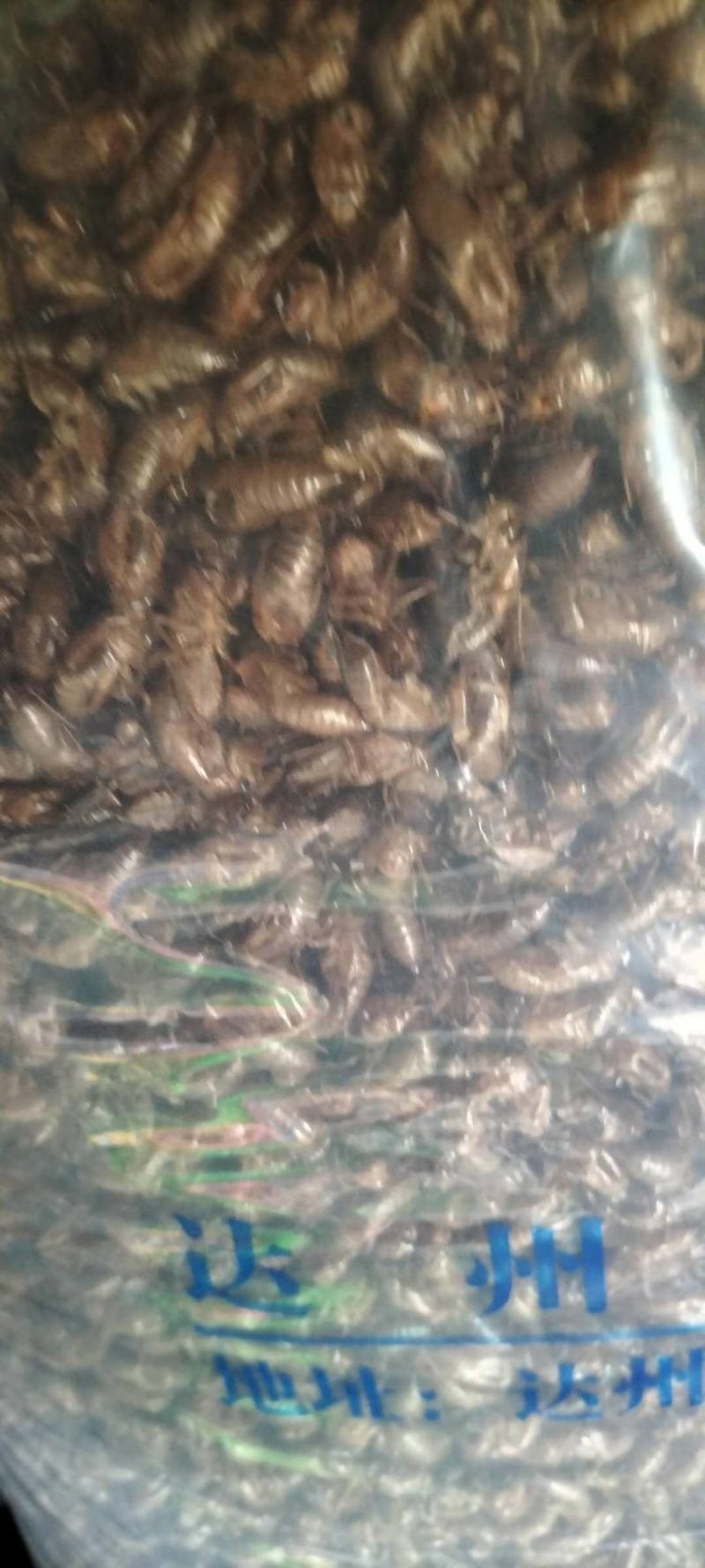野生蝉蜕知了壳无杂净货产地直发
