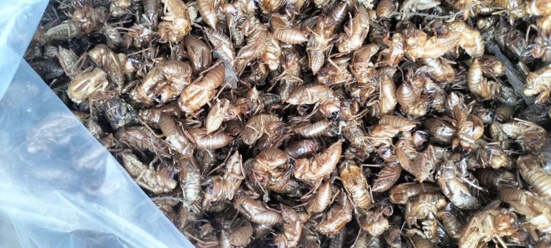 野生蝉蜕知了壳无杂净货产地直发