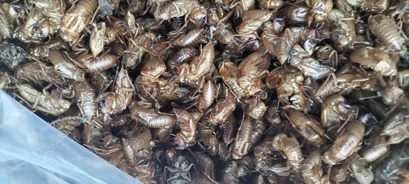 野生蝉蜕知了壳无杂净货产地直发