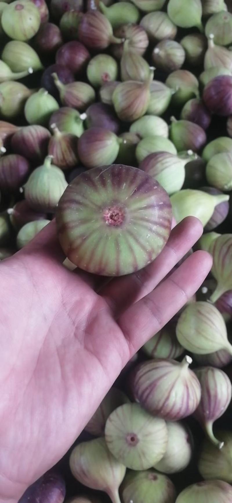 全年供应红皮无花果