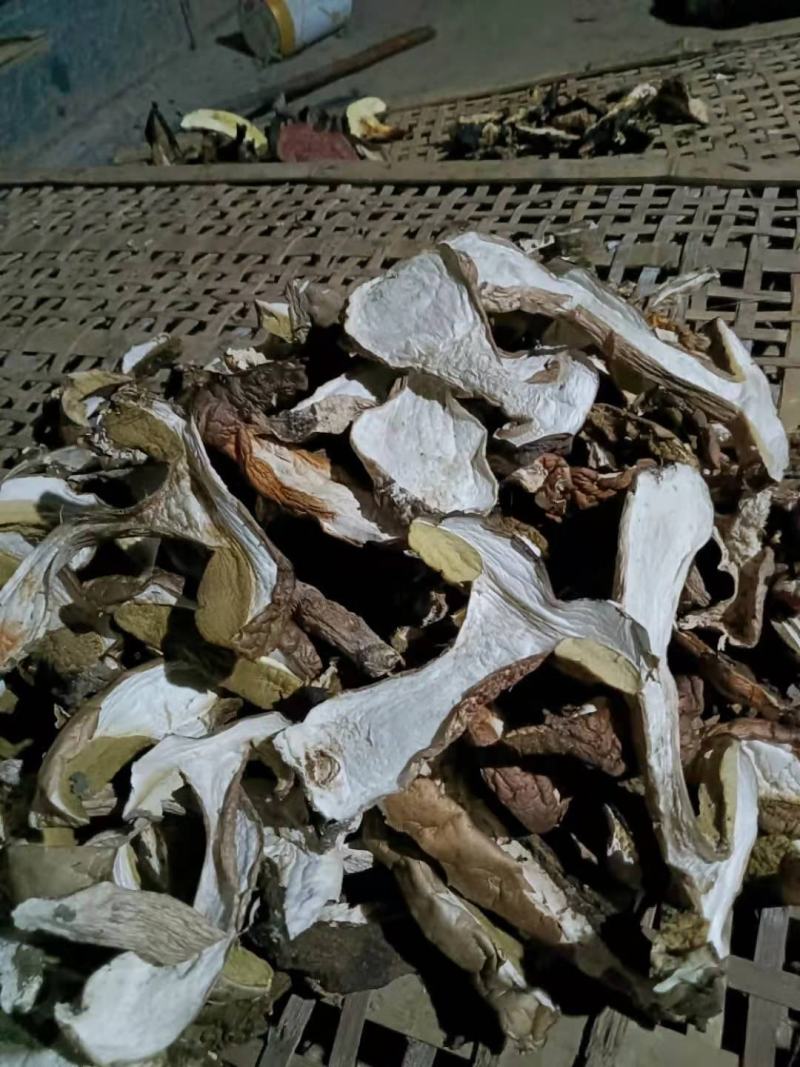 牛肝菌白牛肝菌