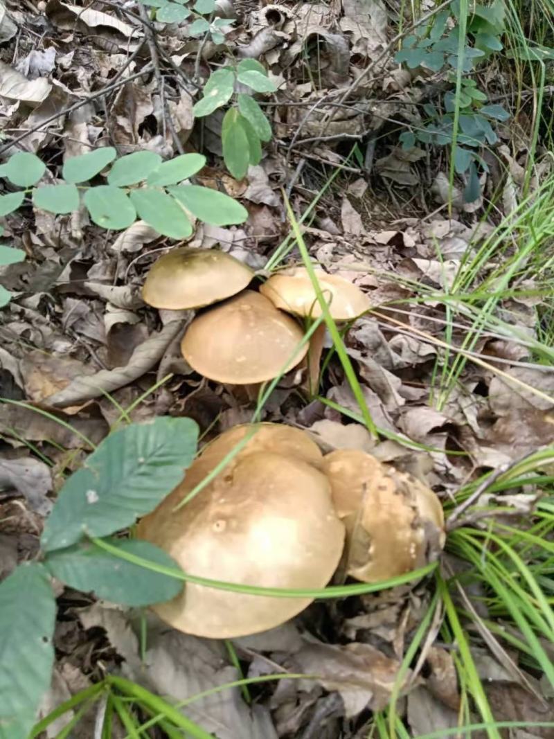 牛肝菌白牛肝菌