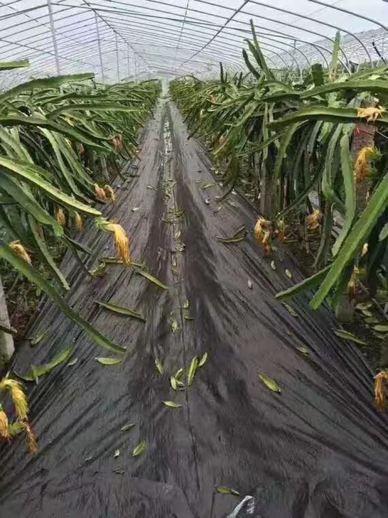 厂家低价直供除草布正常使用八年可以签订正本合同
