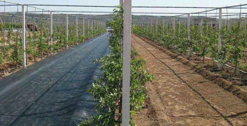 厂家低价直供除草布正常使用八年可以签订正本合同