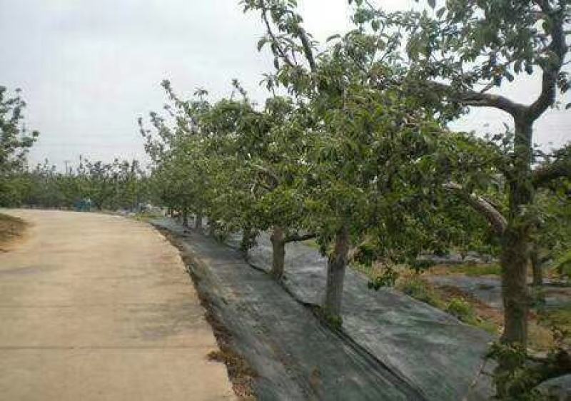 厂家低价直供除草布正常使用八年可以签订正本合同
