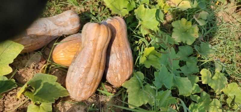 自然熟，全黄蜜本南瓜