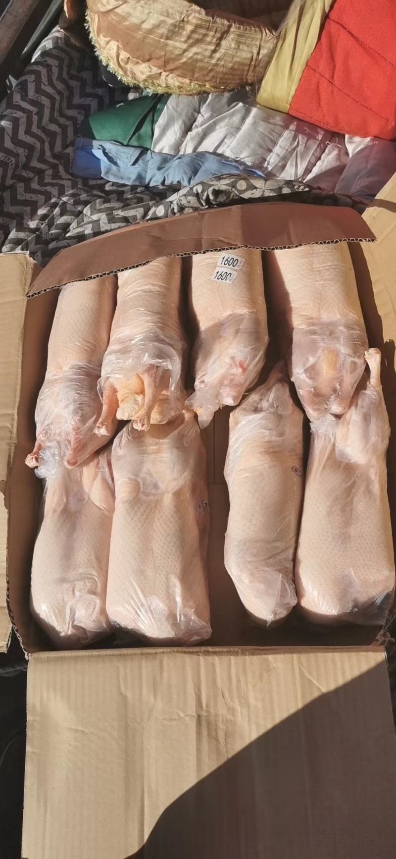 白条鸭