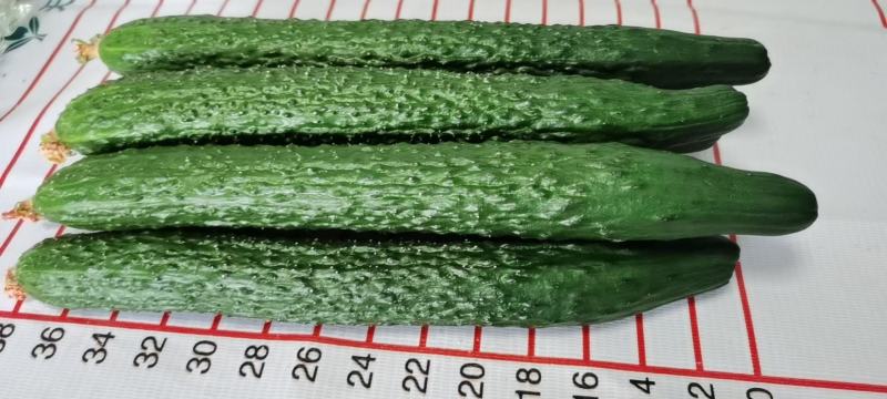 黄瓜30公分以上干花带刺量大，欢迎前来收购