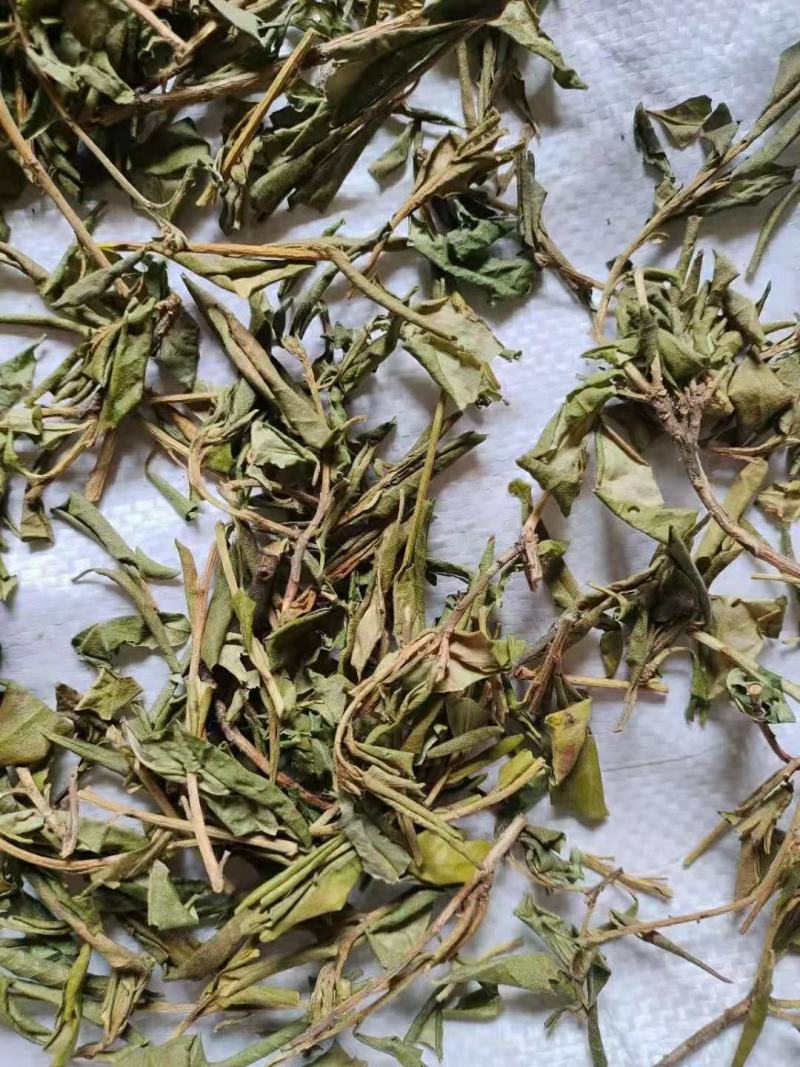 满山红叶中药材常年经营冷背药材！欢迎选购！
