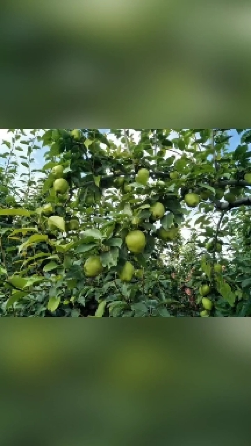 甘肃景泰早酥梨个大皮薄汁多味美，酸甜可口现以成熟欢迎