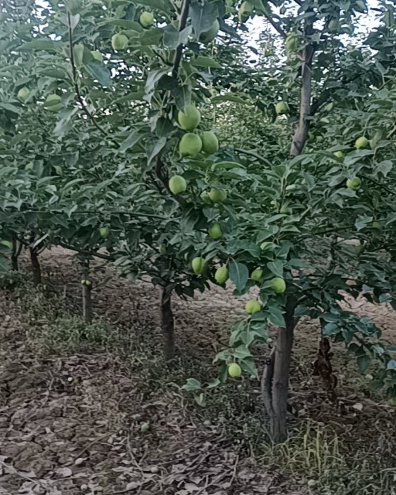 甘肃景泰早酥梨个大皮薄汁多味美，酸甜可口现以成熟欢迎