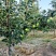 甘肃景泰早酥梨个大皮薄汁多味美，酸甜可口现以成熟欢迎