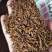 蒲公英根新货蒲公英根足干大根粒过筛无粉沫量大从优
