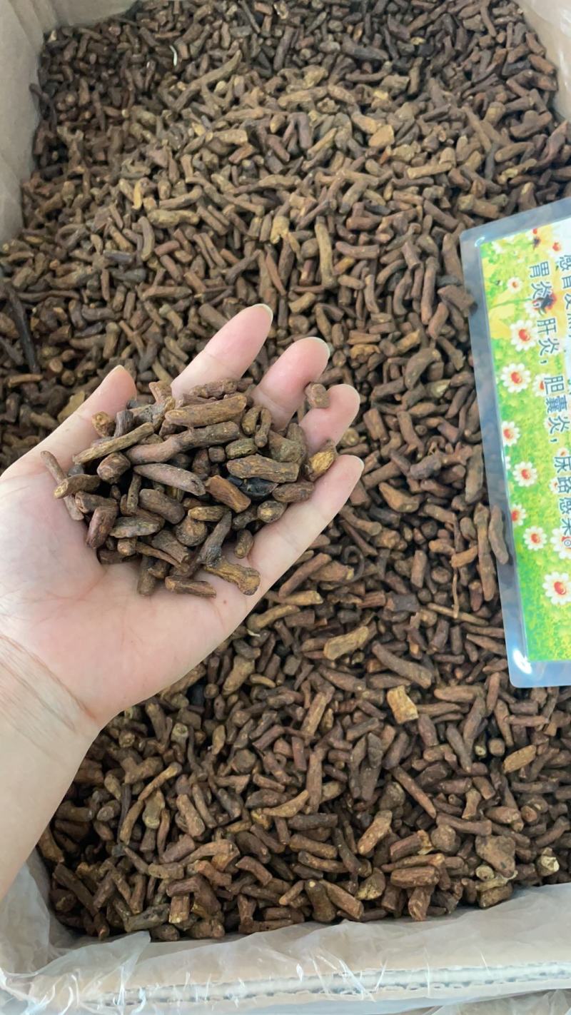 蒲公英根新货蒲公英根足干大根粒过筛无粉沫量大从优
