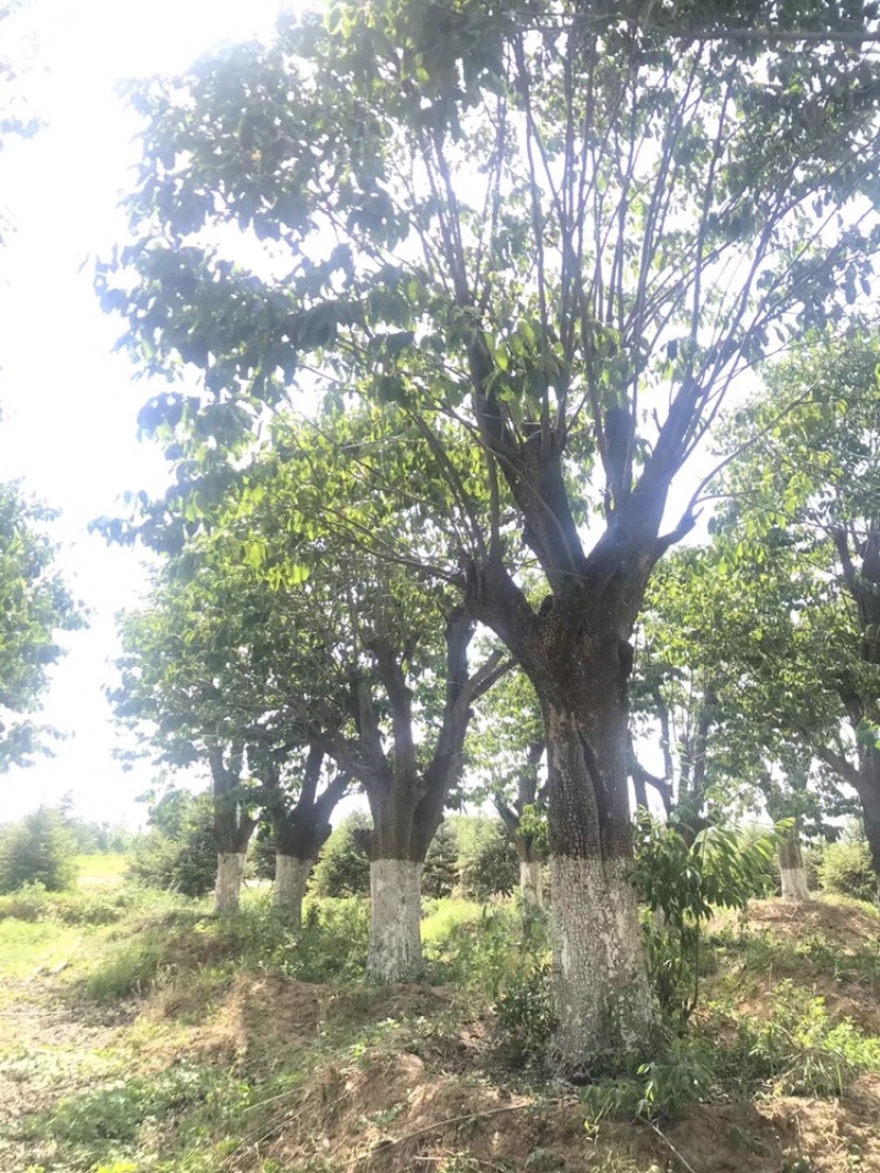 柿子树，古桩柿子树，40到50公分，假植大冠苗古柿子树