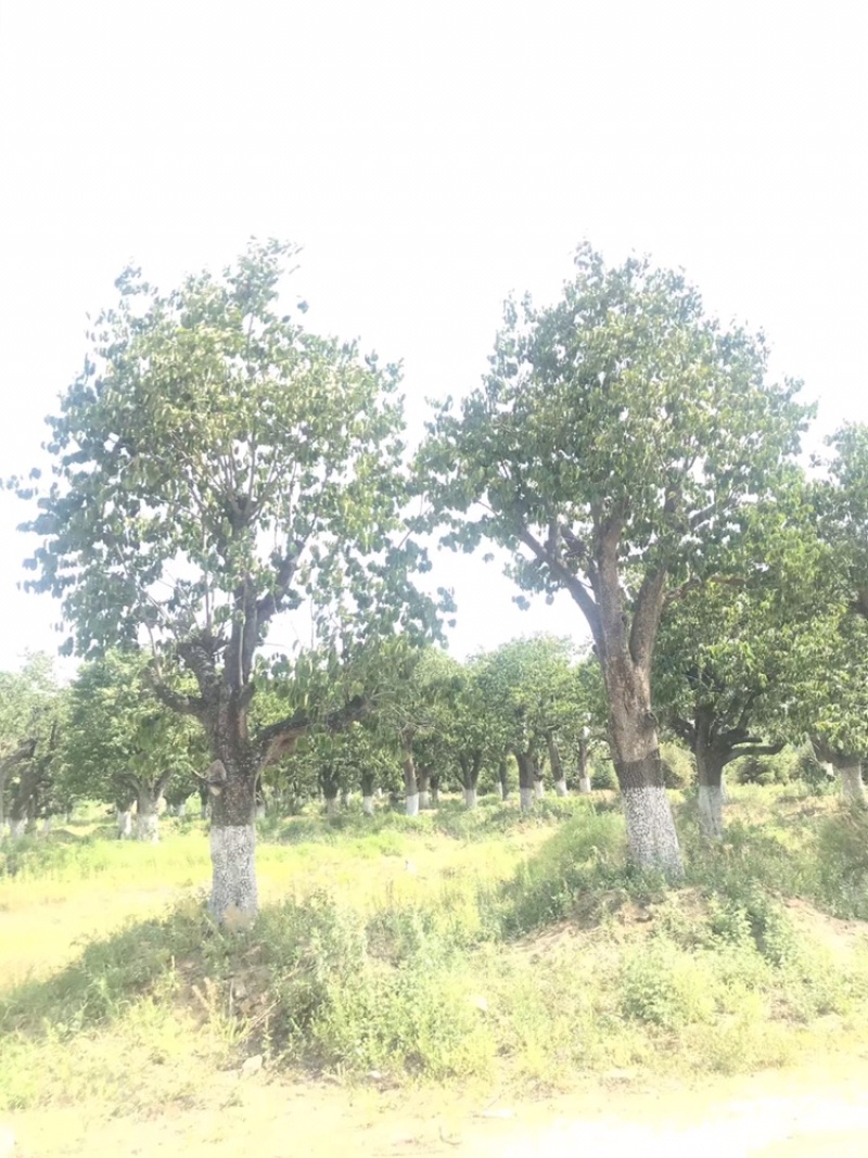 柿子树，古桩柿子树，40到50公分，假植大冠苗古柿子树