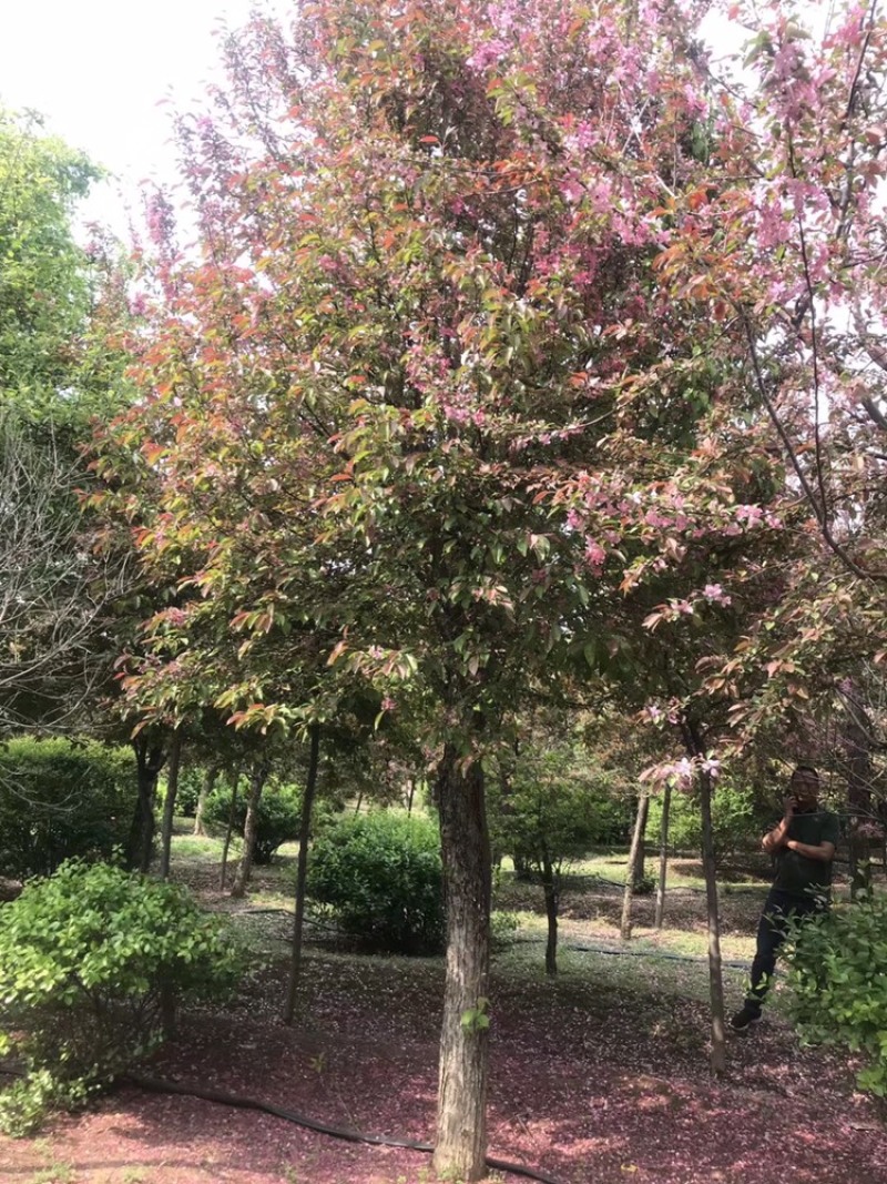 柿子树，古桩柿子树，40到50公分，假植大冠苗古柿子树