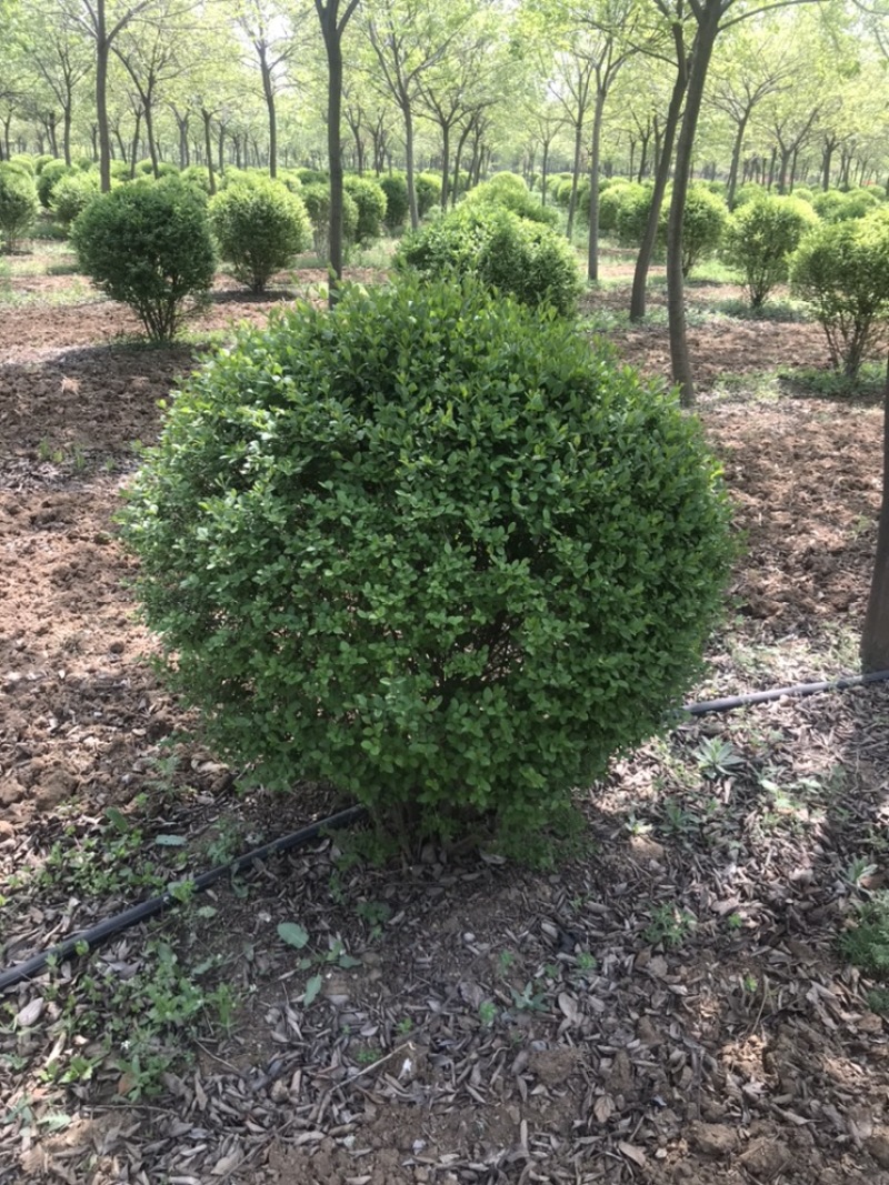 柿子树，古桩柿子树，40到50公分，假植大冠苗古柿子树