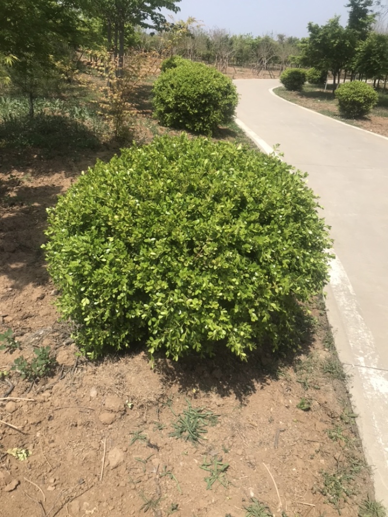 柿子树，古桩柿子树，40到50公分，假植大冠苗古柿子树