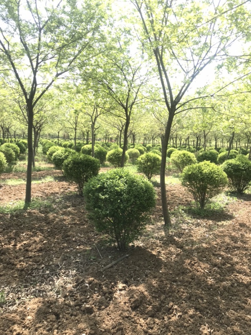 柿子树，古桩柿子树，40到50公分，假植大冠苗古柿子树