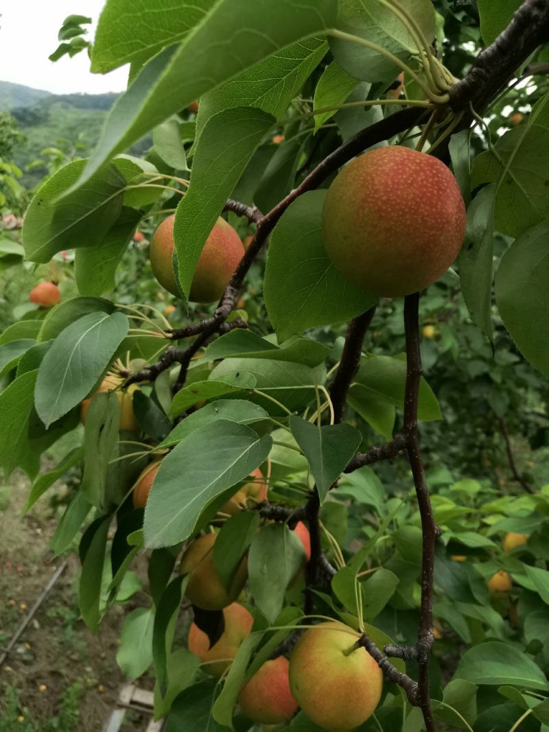 红南果梨（全红），红南果梨色泽鲜艳口感清香甜脆，果肉细腻