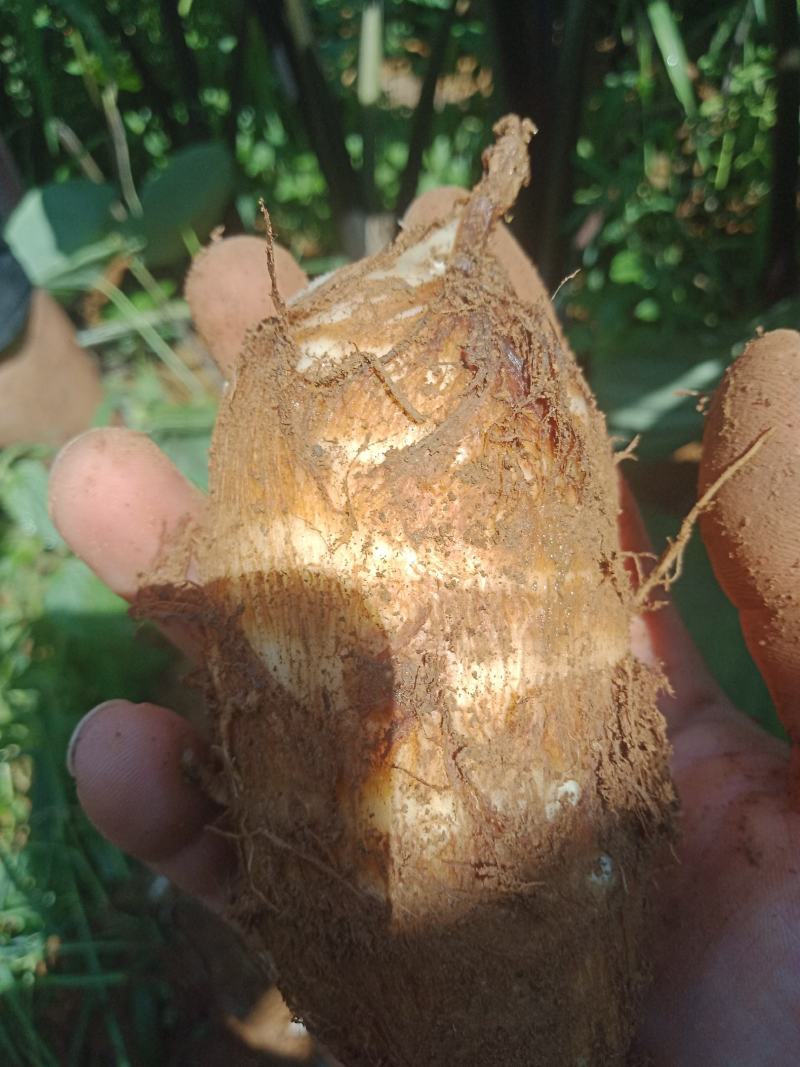 贵州芋头大上市欢迎各位老板来订购质量好，个头大。