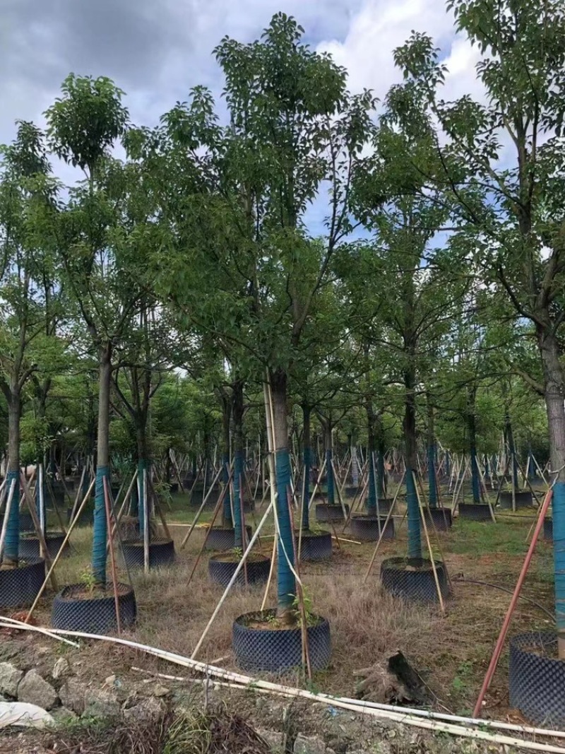 香樟樟树供应全冠10-25公分移植苗