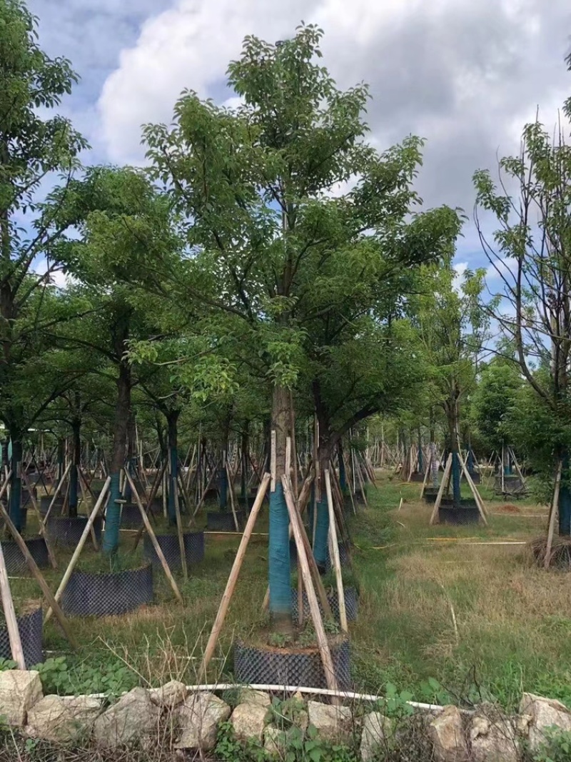 香樟樟树供应全冠10-25公分移植苗