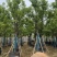 香樟樟树供应全冠10-25公分移植苗