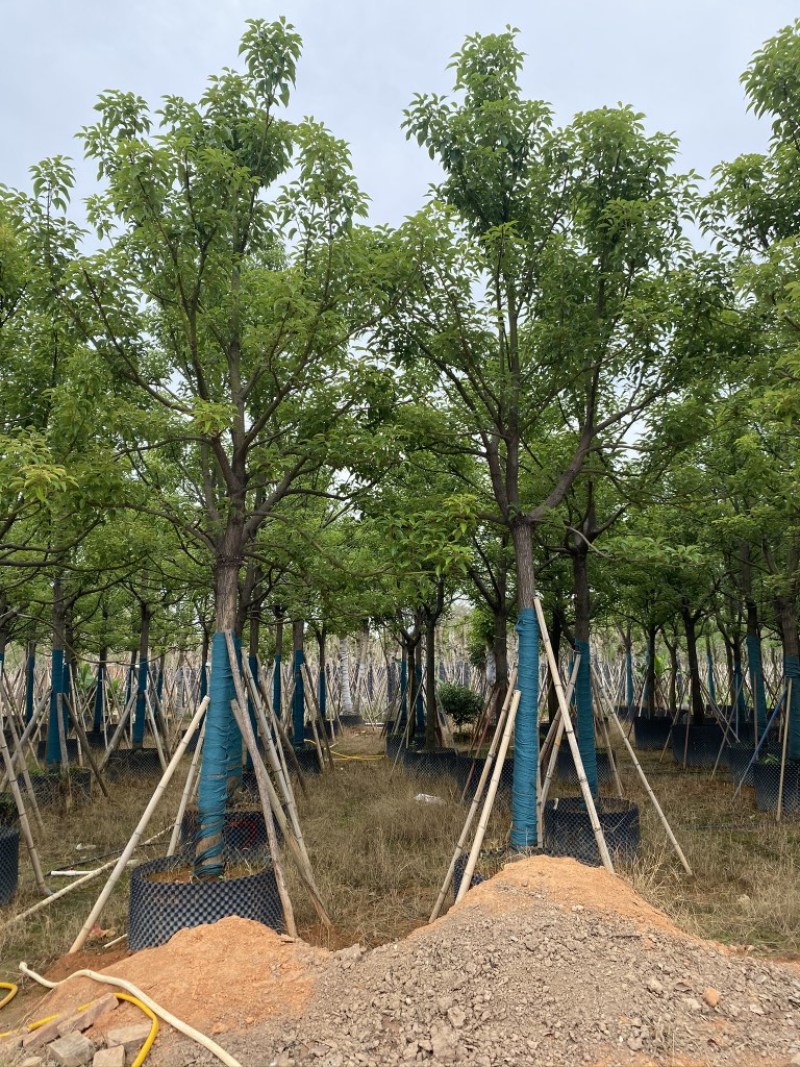 香樟樟树供应全冠10-25公分移植苗