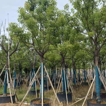 香樟樟树供应全冠10-25公分移植苗
