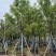 香樟樟树供应全冠10-25公分移植苗