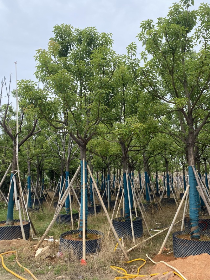 香樟樟树供应全冠10-25公分移植苗