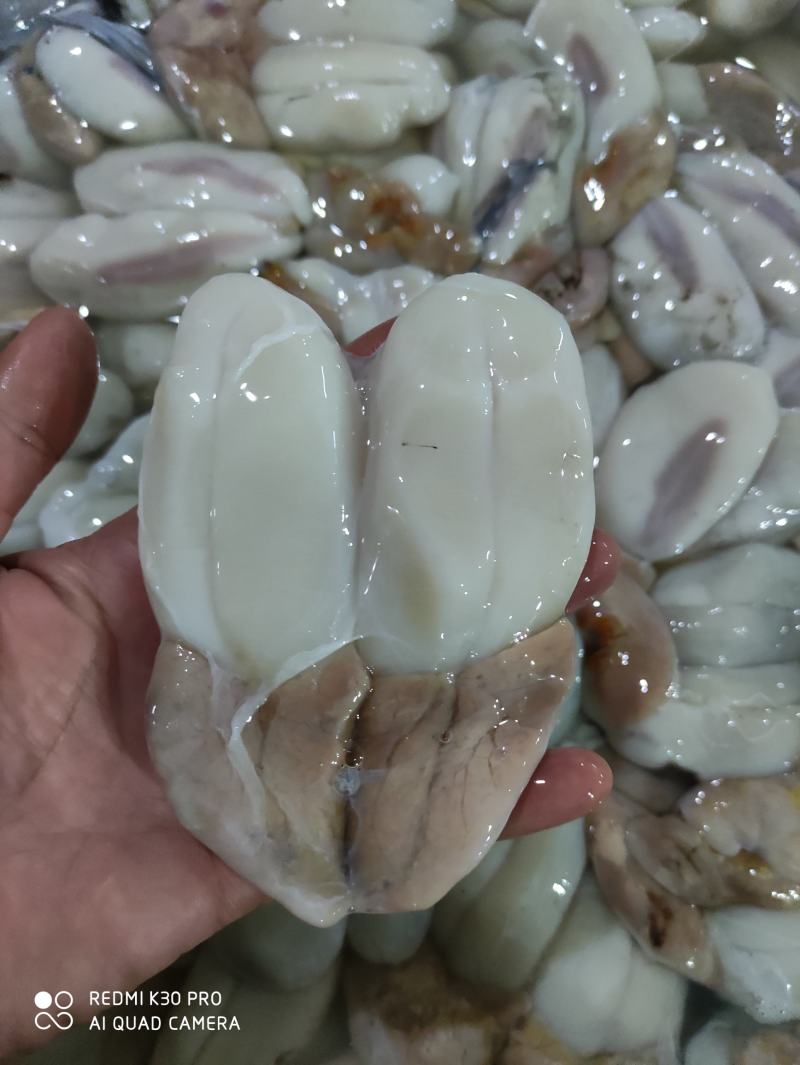 墨鱼卵
