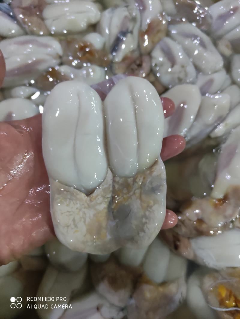 墨鱼卵
