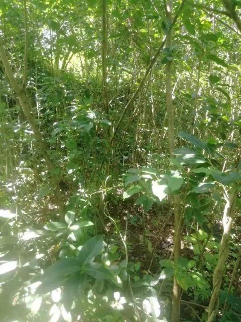 黄角树苗
