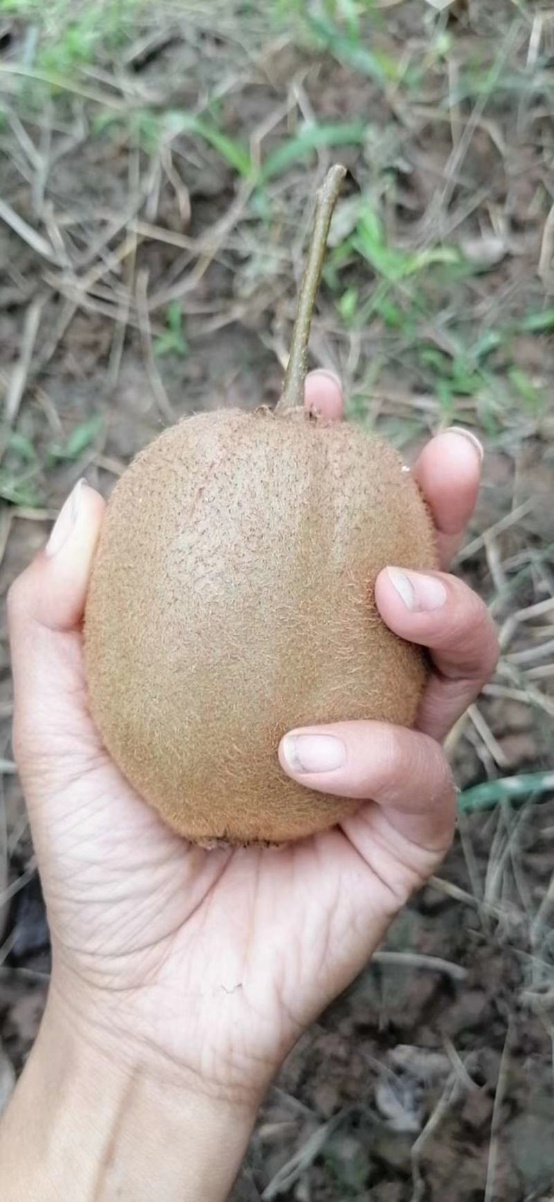 陕西绿心猕猴桃眉县海沃德大量供应质量保证精品果型好