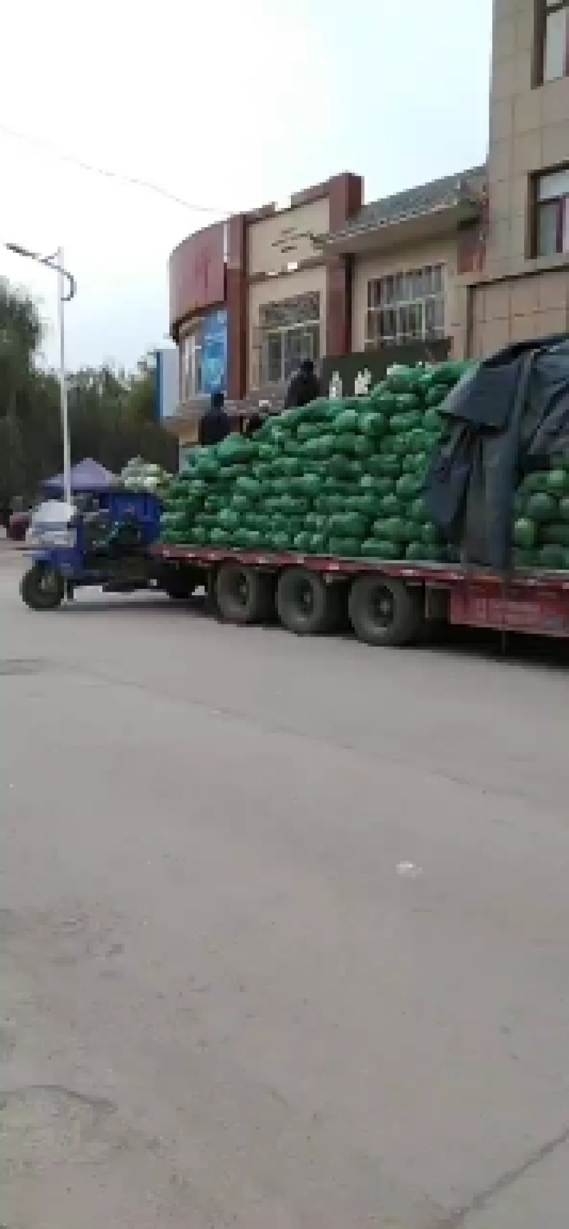 宁夏大圆苞菜大量上市要的客户联系