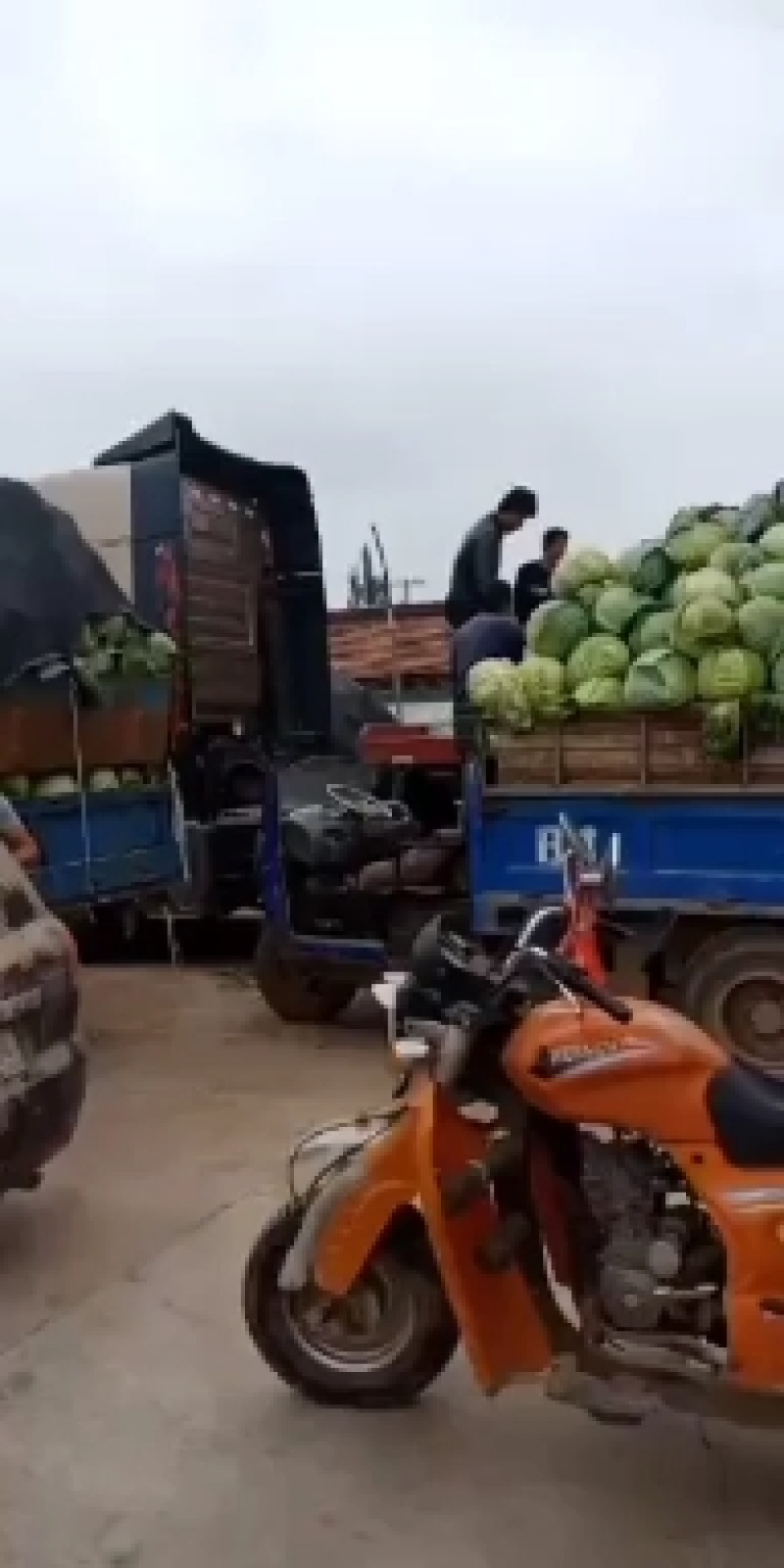 宁夏大圆苞菜大量上市要的客户联系