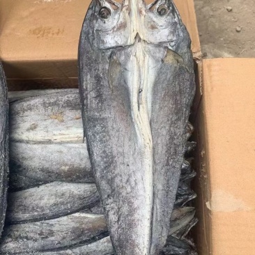 鲅鱼干