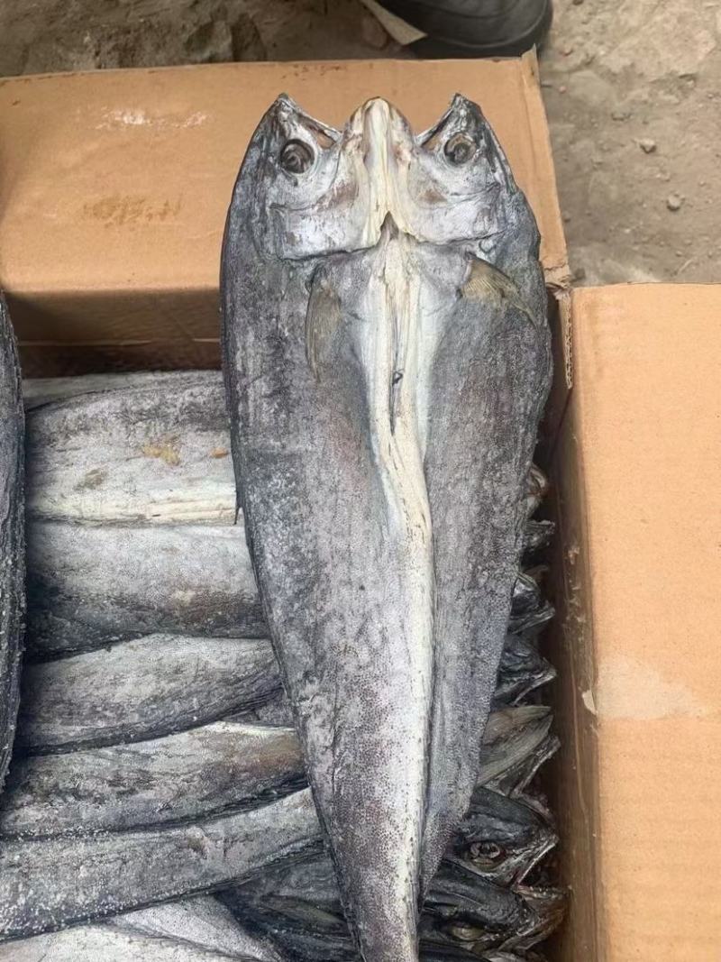 鲅鱼干