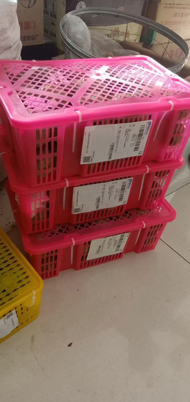 新疆阿克苏青皮核桃新鲜核桃上市壳薄仁大量大从优批发代办