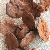 今年的新货粉灵芝批发