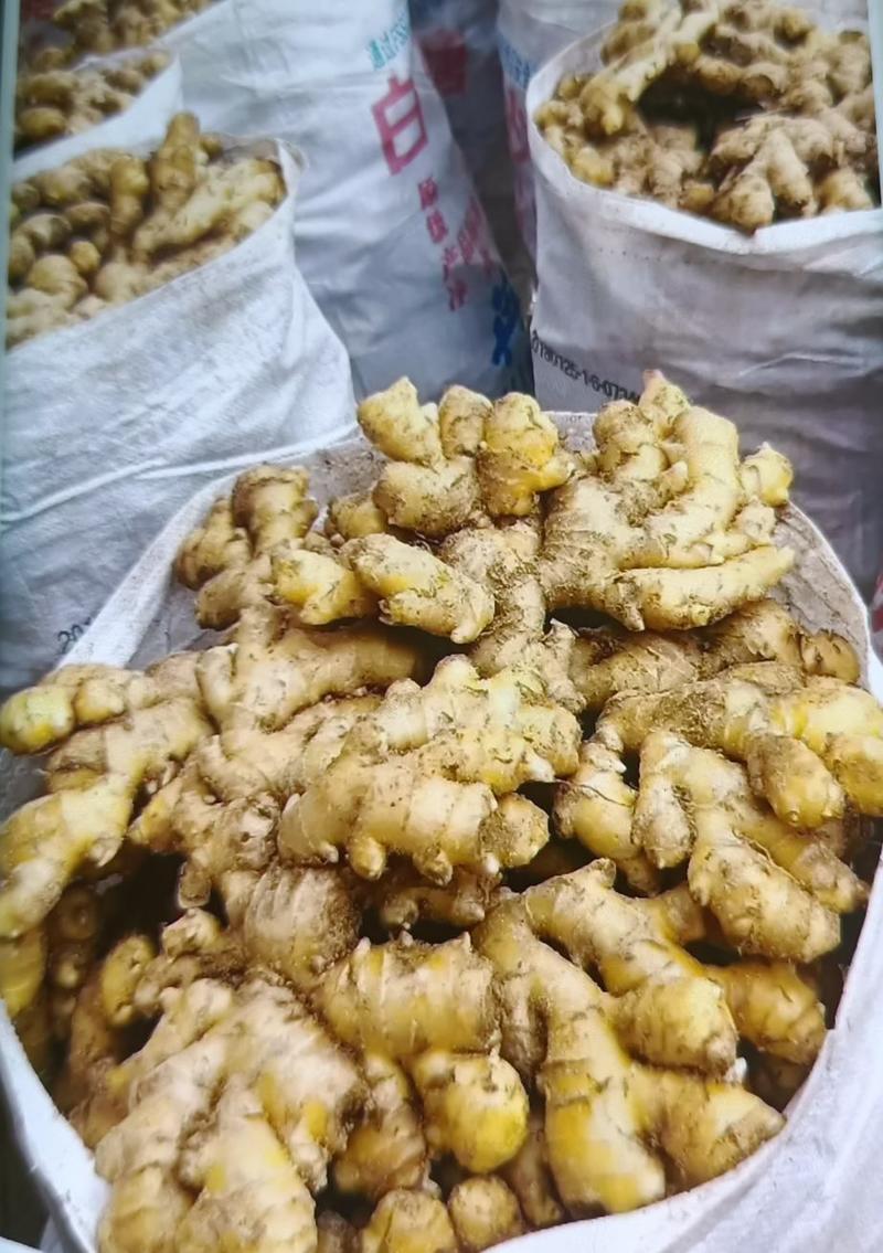 小黄姜5两以上，产地批发，四季供应，肉质腊黄，提供发货