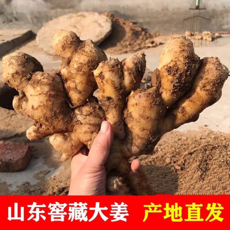 山东生姜基地，基地批发，大黄姜，全国发货