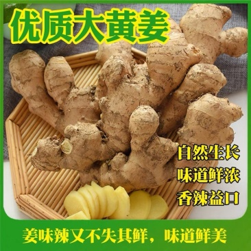 山东生姜基地,基地批发,大黄姜,全国发货