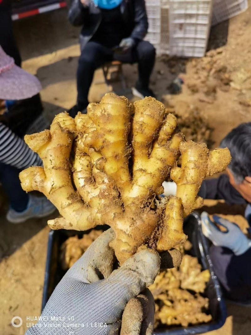 山东生姜基地，基地批发，大黄姜，全国发货